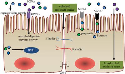 The roles of short-chain fatty acids derived from colonic bacteria fermentation of non-digestible carbohydrates and exogenous forms in ameliorating intestinal mucosal immunity of young ruminants